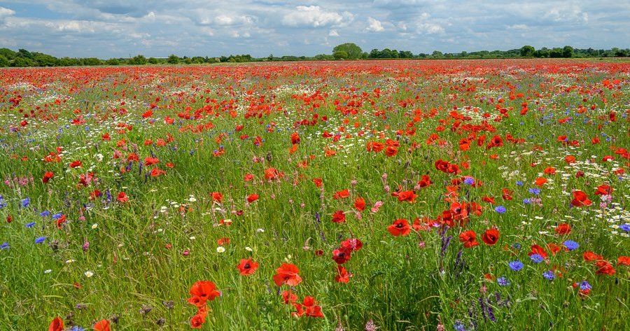 Poppy field near Alvescott