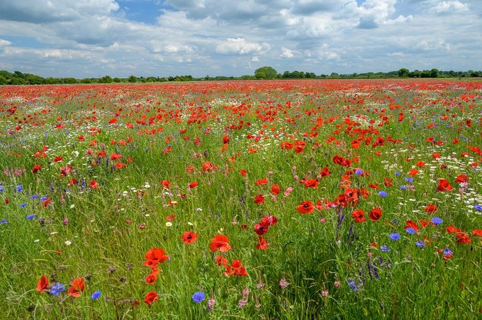 Poppy field near Alvescott