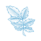 Blue leaf 1